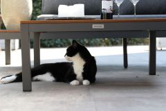 terras-onder-overkapping-en-poes-onder-tuinbank-aangepast-