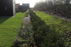 beplanting-met-prunus-haag-2