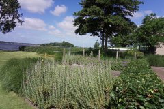 cramer-tuin-perovskiaborder-mooi