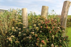 viburnum-tinus-palen-1