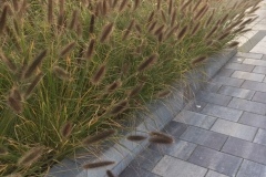 bloembakken-met-pennissetum