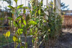 Beplanting Bert Bezemer