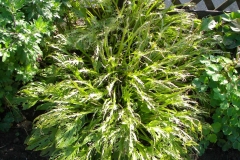 aangvreten_hosta