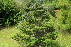 normal_Abies_koriana
