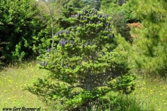 normal_Abies_koriana~0
