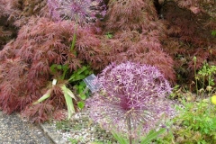 normal_Acer_palmatum
