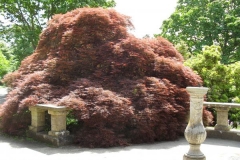 normal_Acer_palmatum_2
