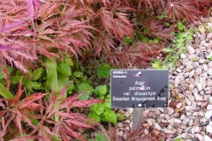 normal_Acer_palmatum_dissectum