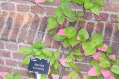 normal_Actinidia_kolomikta_kiwi