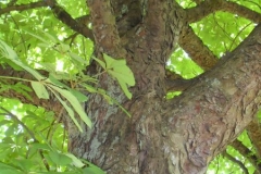 normal_Aesculus_hippocatsnum