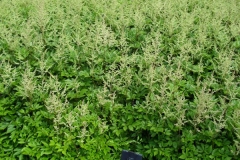 normal_Astilbe_arendssii