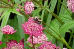 normal_Astrantia