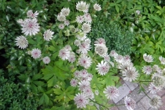 normal_Astrantia_major