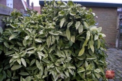 normal_Aucuba_japonica_variegata_