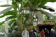 normal_Bananenboom