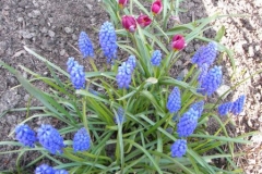 normal_Blauwe_druifjes