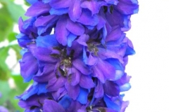 normal_Bloeiwijze_Delphinium