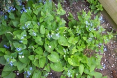 normal_Brunnera_macrophylla