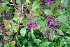 normal_Callicarpa