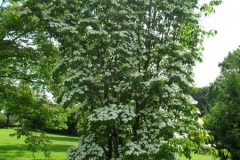 normal_Cornus_kousa_2