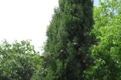 normal_Cupressus_sempervirens