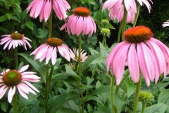 normal_Echinacea_purpurea