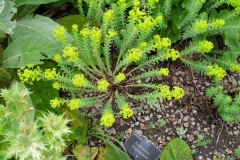 normal_Euphorbia_seguiiana