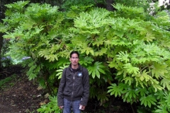 normal_Fatsia_japonica