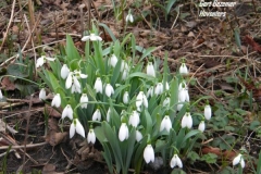 normal_Galanthus_nivalis_2