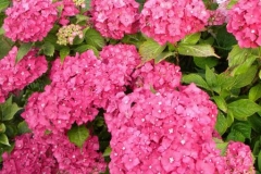 normal_Hydrangea_macrophylla