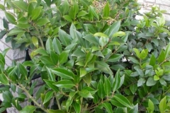 normal_Ligustrum_texanum