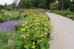 normal_Phlomis_russeliana