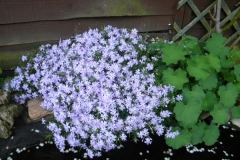 normal_Phlox_subulata