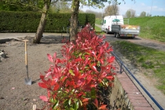 normal_Photinia_haag