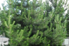 normal_Pinus_nigra_nigra