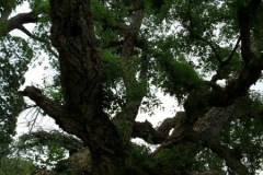 normal_Quercus_suber