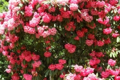 normal_Rhodondendron