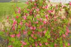 normal_Ribes_sanguineum