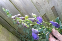 normal_blauwe_monnikskap