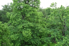 SDC10235