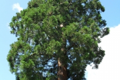 SDC10300