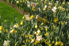 KEUKENHOF 2011