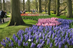 KEUKENHOF 2011