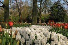 KEUKENHOF 2011