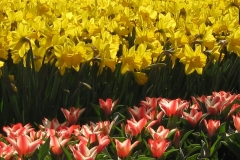 KEUKENHOF 2011