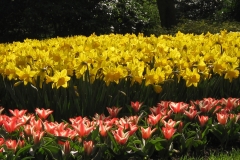 KEUKENHOF 2011