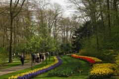 KEUKENHOF 2011