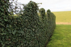 hedera-schutting-2