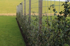 hedera-schutting-mooi