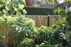 schuttin-geplaatst-border-met-oa-zonnebloemenvxcvvv